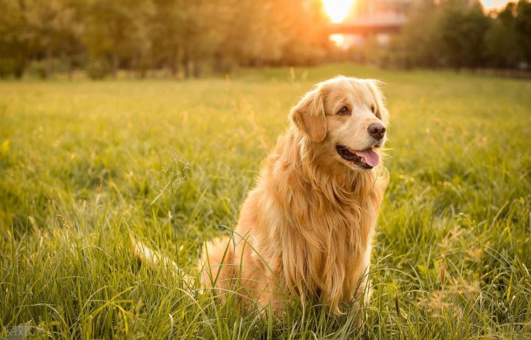 狗界智商排行榜第一名是边境牧羊犬第三名是它