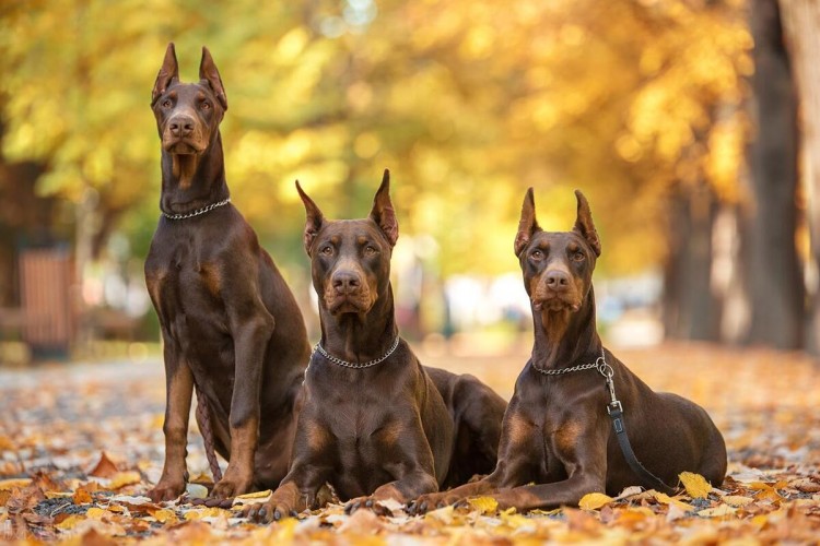 狗界智商排行榜第一名是边境牧羊犬第三名是它