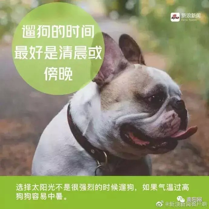 狗狗也疯狂！南阳仅一个区每天就有40人打狂犬疫苗