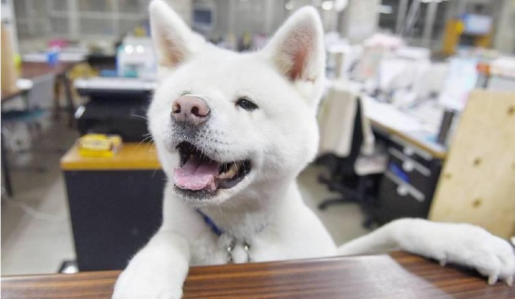 秋田犬掉毛严重吗秋田犬掉毛怎么办