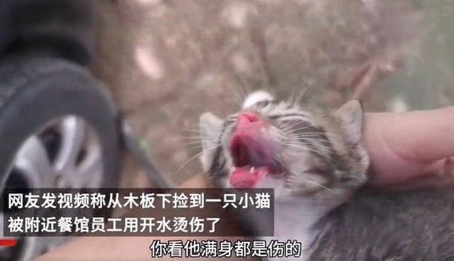 餐馆工作人员用开水烫死了许多小猫，工作人员道歉说以后不会这样