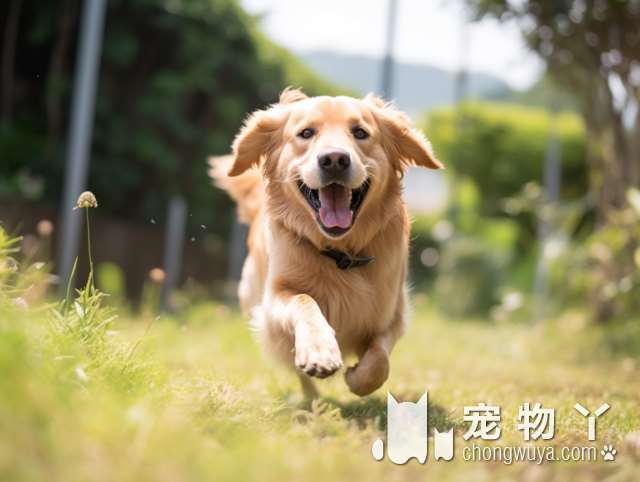 柴犬体重多重？